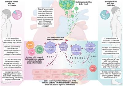 Frontiers Sex And Gender Differences In Myocarditis And Dilated